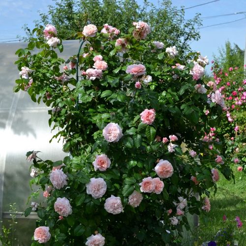 Jasno różowy - Róże pienne - z kwiatami róży angielskiej - korona zwisająca